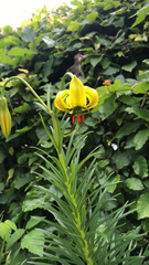 Lilium pyrenaicum