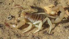 Hadrurus concolorous