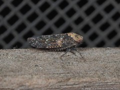 Paraphlepsius collitus