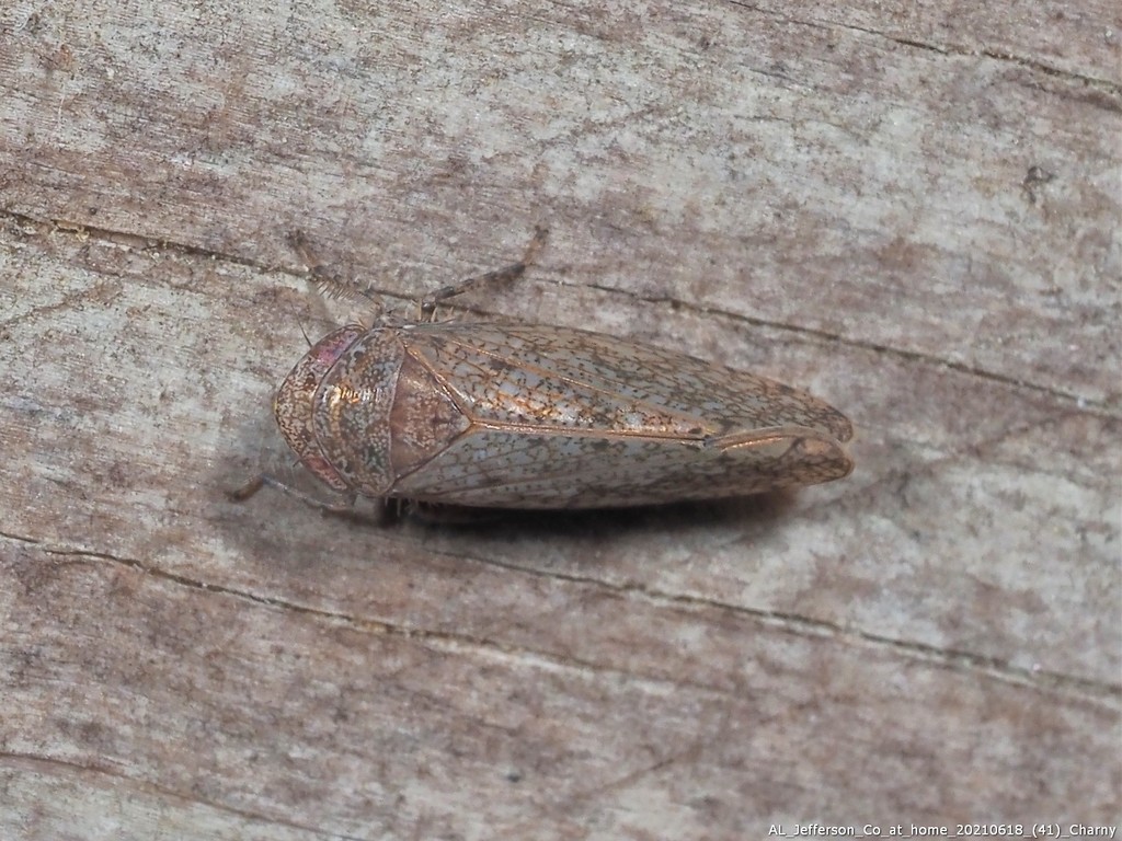 Paraphlepsius attractus