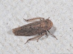 Paraphlepsius attractus