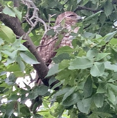 Buteo jamaicensis