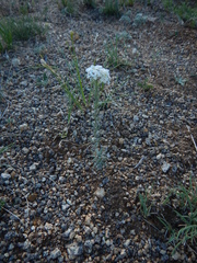 Ptilotrichum canescens