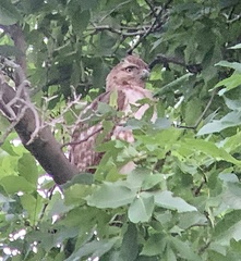 Buteo jamaicensis