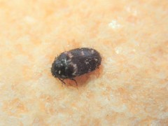 Paranovelsis aequalis