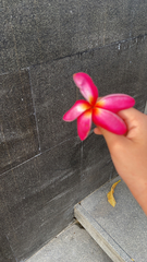 Plumeria rubra