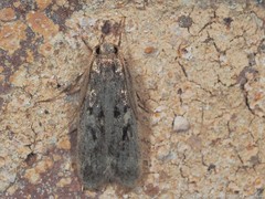 Martyringa latipennis