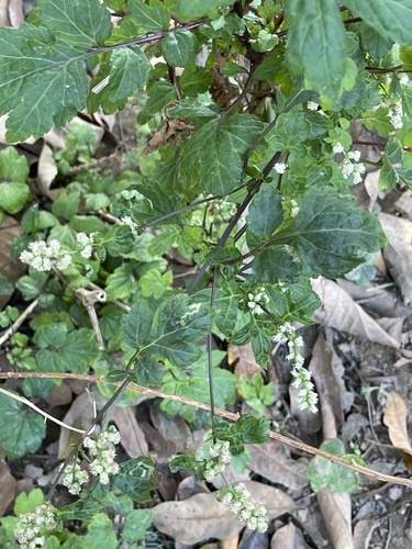Artemisia lactiflora, photograph 2
