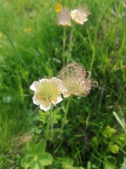 Geum montanum
