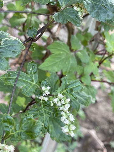 Artemisia lactiflora, photograph 3