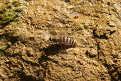 Tabanus sudeticus