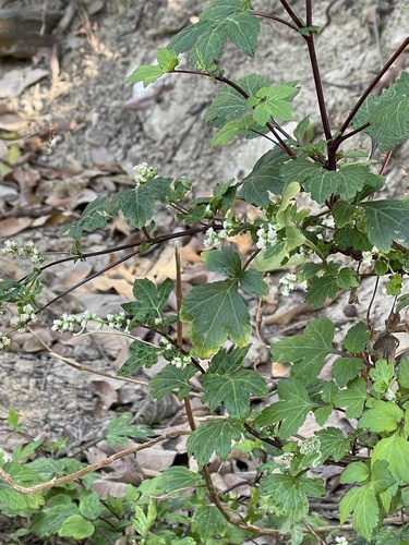 Artemisia lactiflora, photograph 5