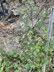 Artemisia lactiflora