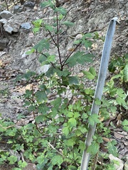 Artemisia lactiflora
