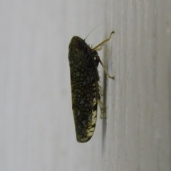 Orientus ishidae