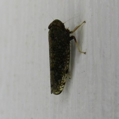 Orientus ishidae