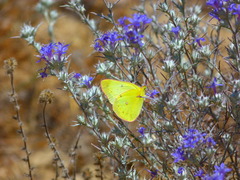 Colias harfordii