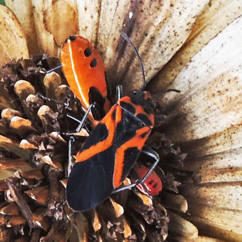 False Milkweed Bug photo 4