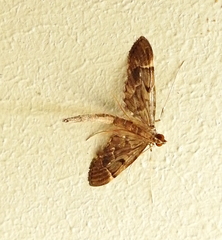 Duponchelia lanceolalis