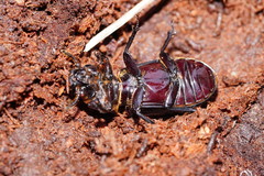 Aulacocyclus edentulus