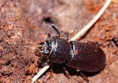 Aulacocyclus edentulus