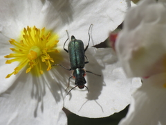 Clanoptilus abdominalis