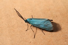 Jordanita globulariae