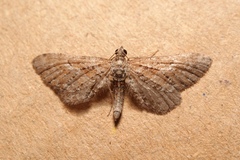 Eupithecia scopariata