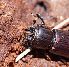 Aulacocyclus edentulus