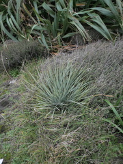 Aciphylla squarrosa squarrosa
