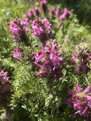 Pedicularis rubens
