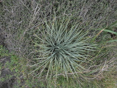 Aciphylla squarrosa squarrosa