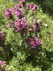 Pedicularis rubens