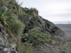 Aciphylla squarrosa squarrosa