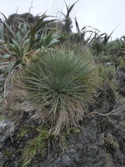 Aciphylla squarrosa squarrosa