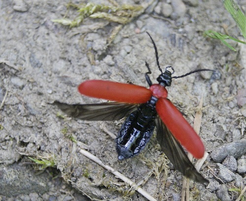 Scharlachroter Feuerkäfer