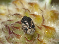 Crocistethus waltlianus