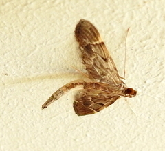 Duponchelia lanceolalis