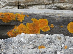 Xanthoria calcicola
