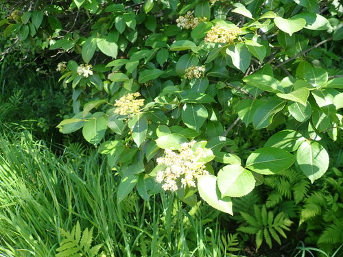 Northern wild raisin (Viburnum cassinoides)