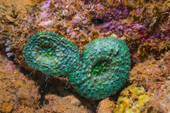 Echinomorpha nishihirai