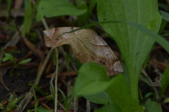 Endropiodes indictinaria