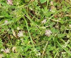 Trifolium resupinatum
