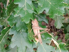 Platycleis intermedia