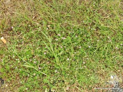 Trifolium resupinatum