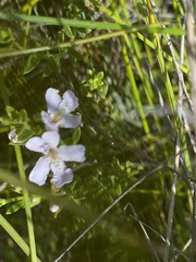 Westringia tenuicaulis