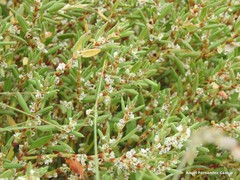 Polygonum maritimum
