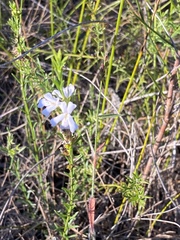 Westringia tenuicaulis