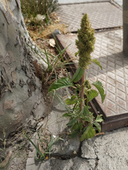 Amaranthus retroflexus