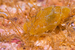 Plocamopherus pecoso